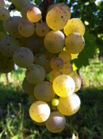 Riesling