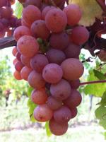 Gewurztraminer