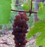 Pinot-Gris