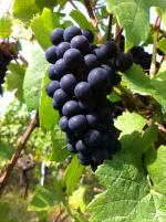 Pinot-Noir