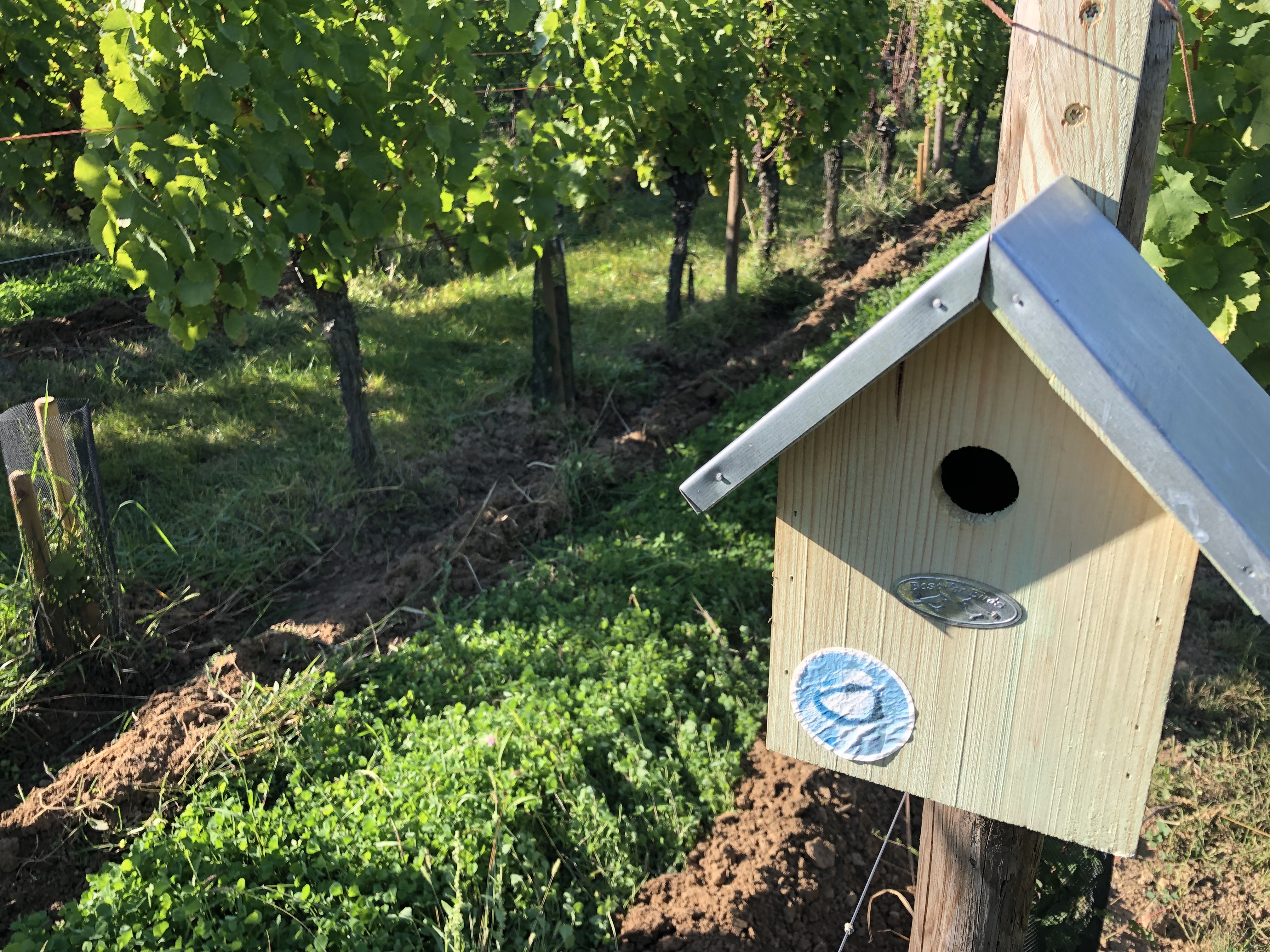 Vin d'Alsace biologique et biodynamique