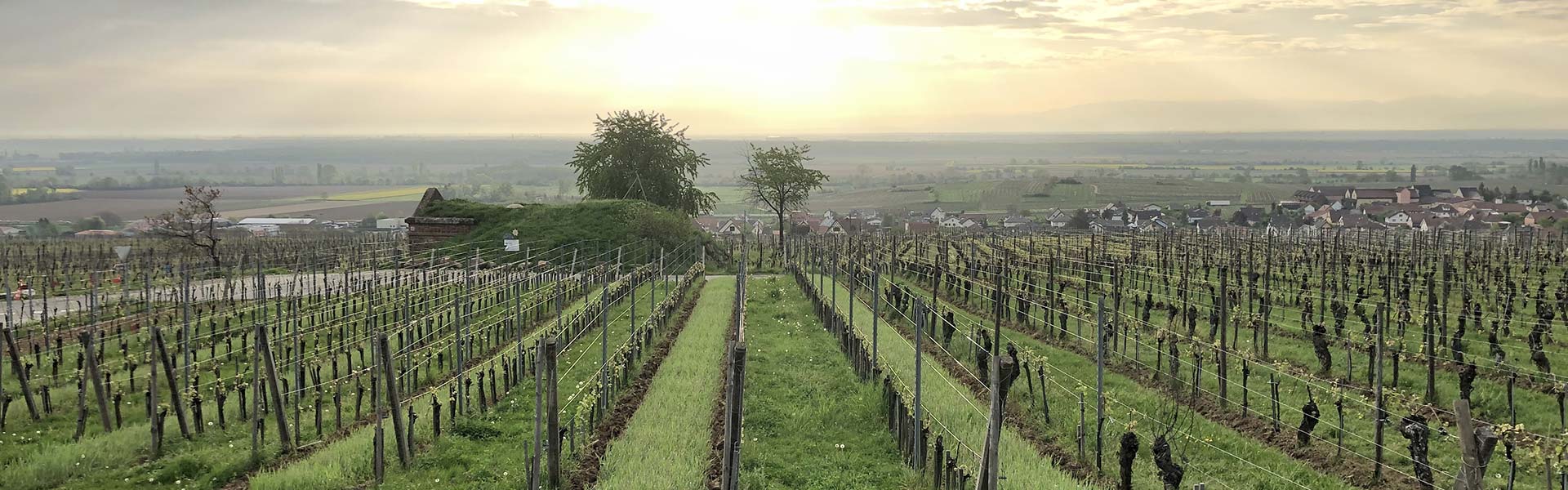 Domaine Paul HUMBRECHT
