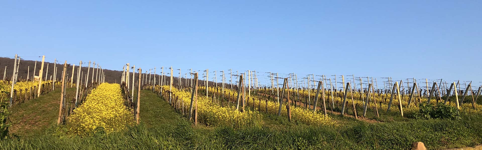 Domaine Paul HUMBRECHT