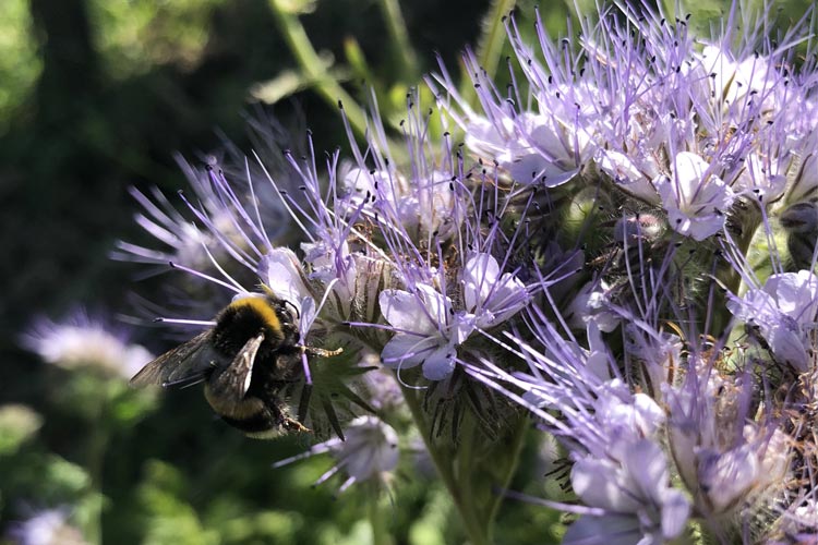 Vins d'Alsace biologique et biodynamique