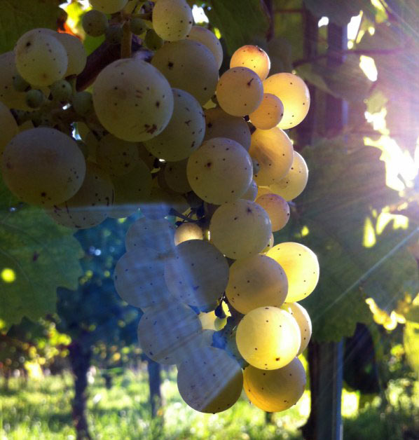 Domaine Paul Humbrecht, Vin d'Alsace biologique et biodynamique