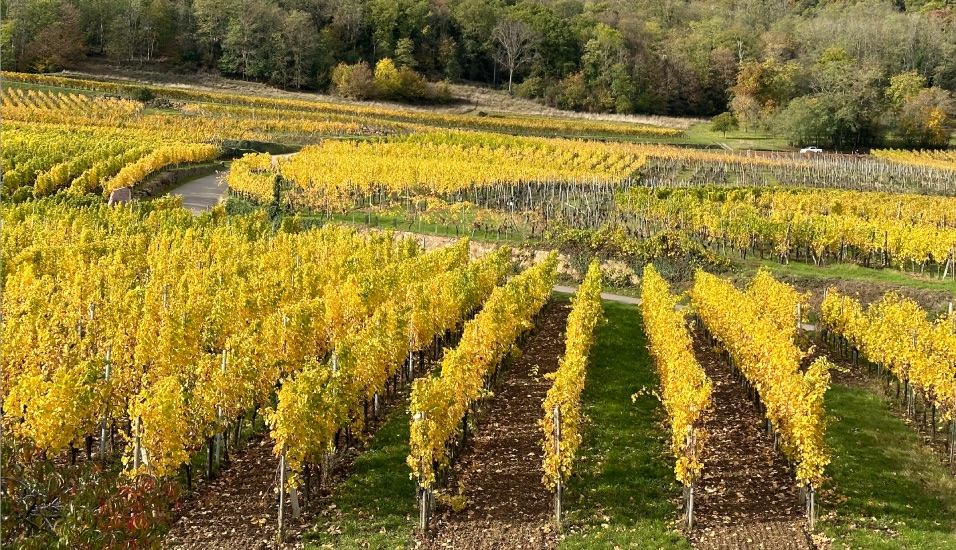 Domaine Paul HUMBRECHT
