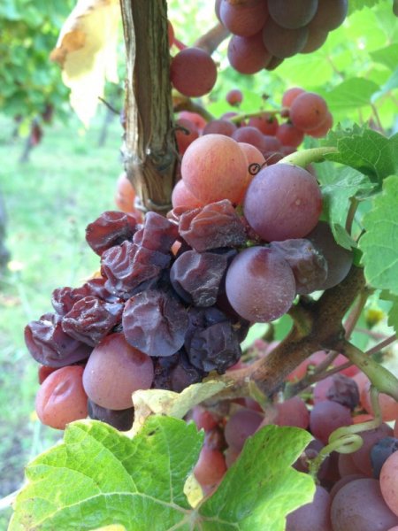 Vidal - Vendange Tardive main image 1